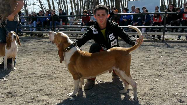 Feria Perros Camponaraya