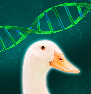 Secuencia genoma pato
