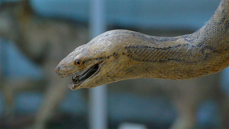 Museo Ciencias Naturales Villafranca