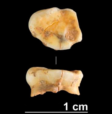 Fósil cueva de Valdamara Galicia