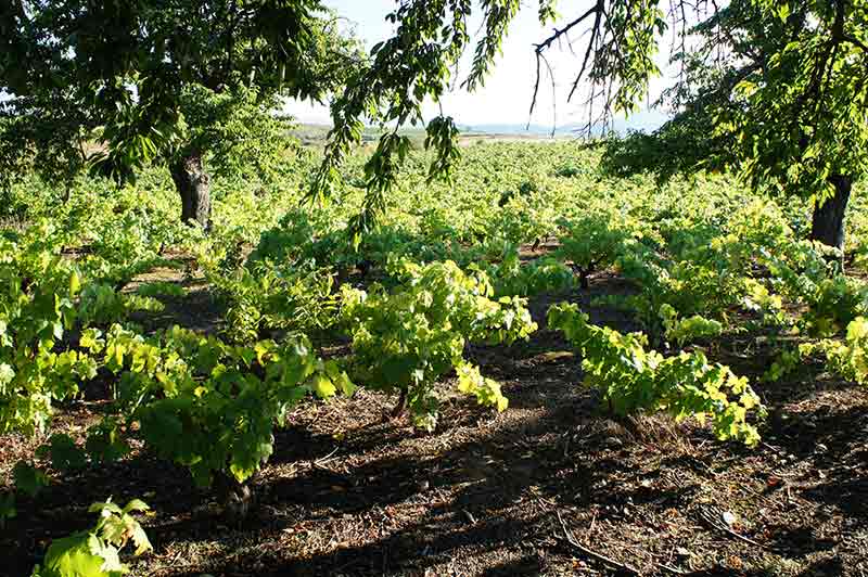 Viñedo Salas de los Barrios