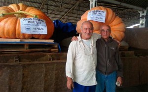 Calabazas gigantes de Miguel Yuma