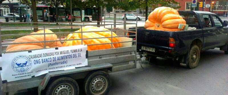 Calabazas gigantes de Miguel Yuma