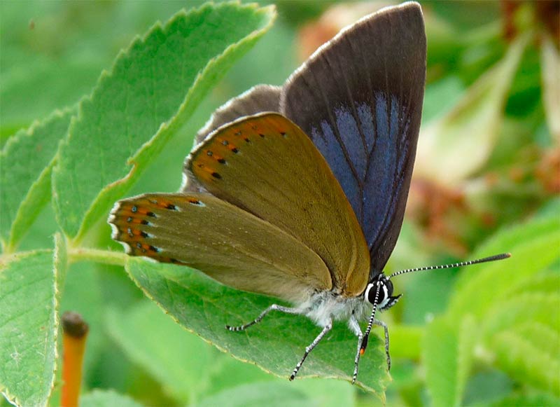 Mariposas diurnas