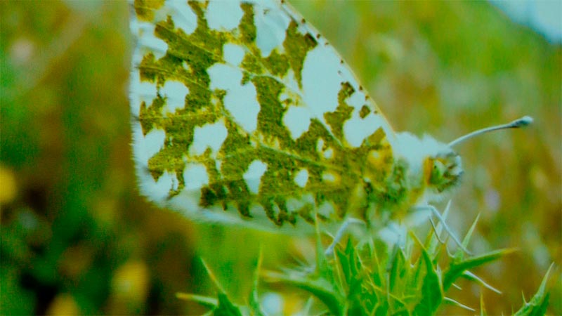 Mariposas diurnas de León