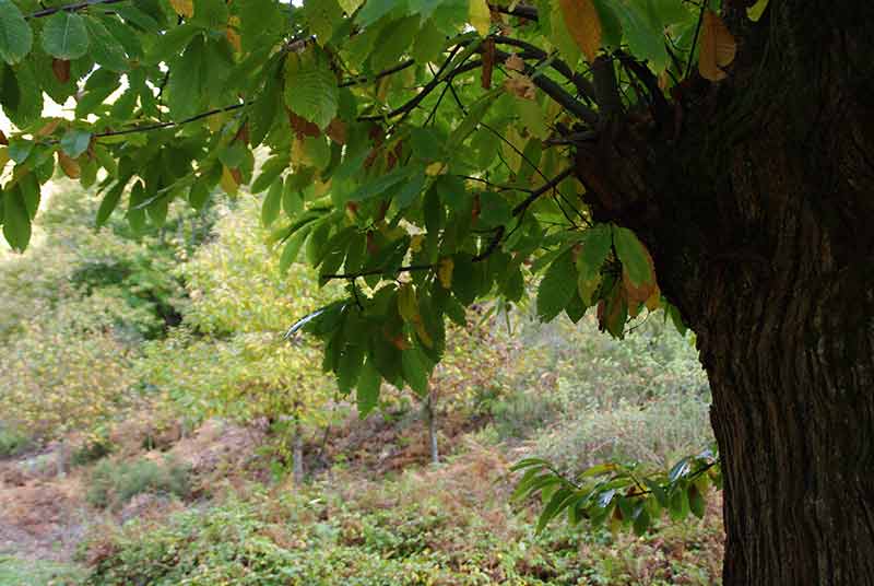 Castaño del Bierzo