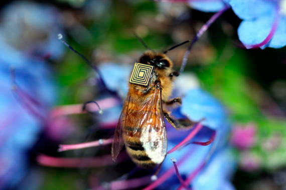 Sensor en abejas