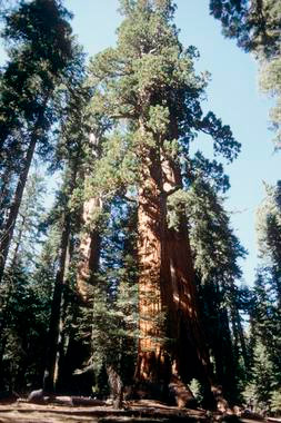 Sequoia