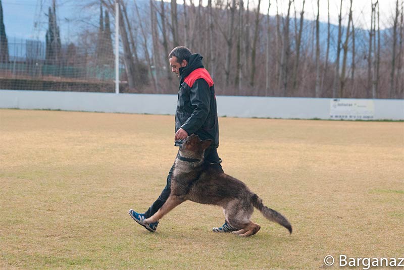 Seminario de adiestramiento canino