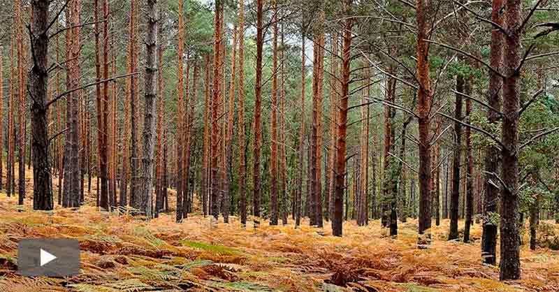 Encuentro forestal