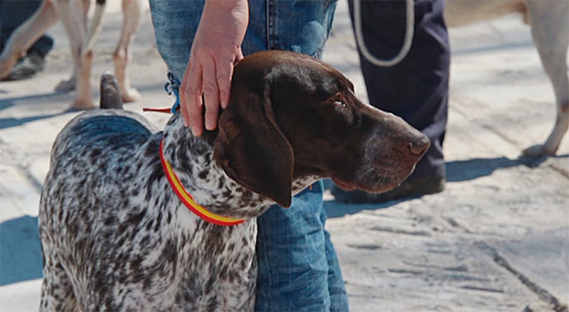 Feria de Perros de Caza de Camponaraya