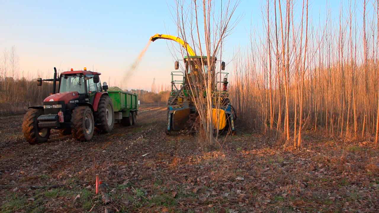 Encuentro Día Forestal Mundial