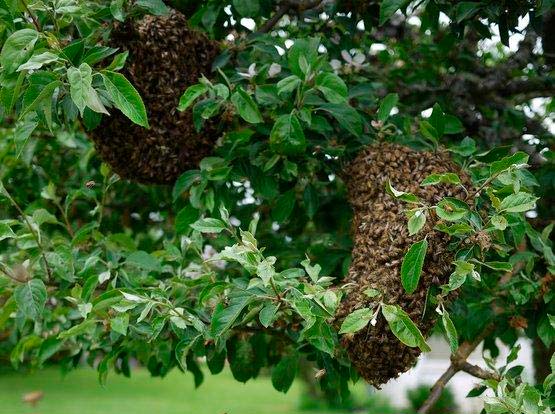 Jornada abejas - Cando