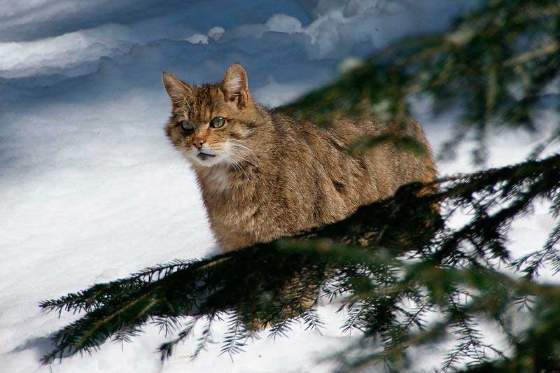 Gato montés