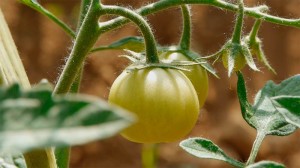 banco-de-tierras-tomate