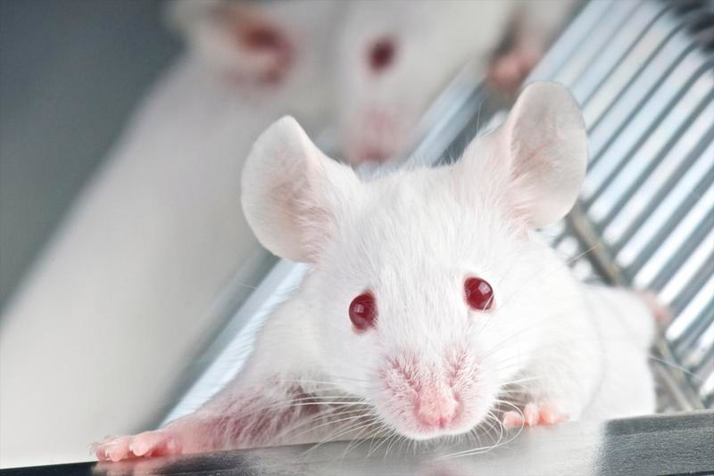 Los científicos utilizaron en ratones una técnica experimental que permite etiquetar las neuronas que codifican un recuerdo específico. / Fotolia