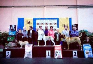 concurso-nacional-canino-ganadores