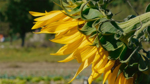 Girasol de una huerta en Molinaseca. Foto: Raúl C.