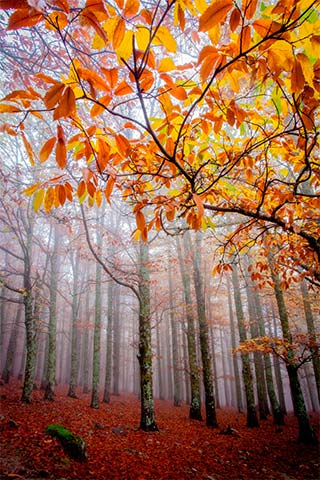 “Colores de otoño” de Óscar González 